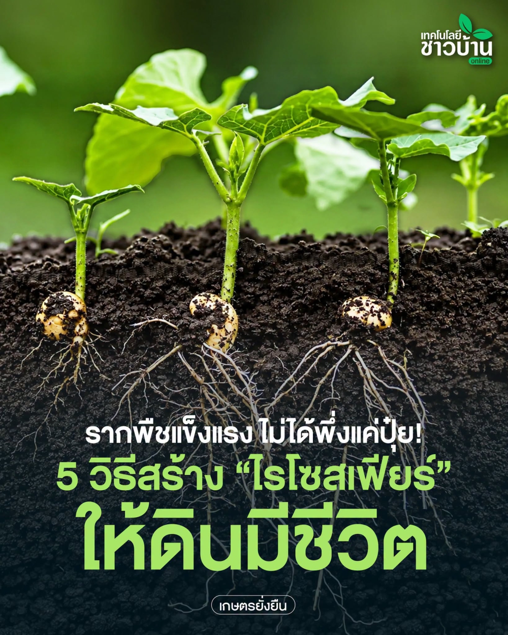 ไรโซสเฟียร์ (Rhizosphere)