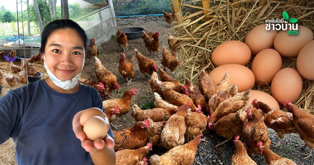อดีตพยาบาลสาวเลี้ยงไก่ไข่อารมณ์ดี