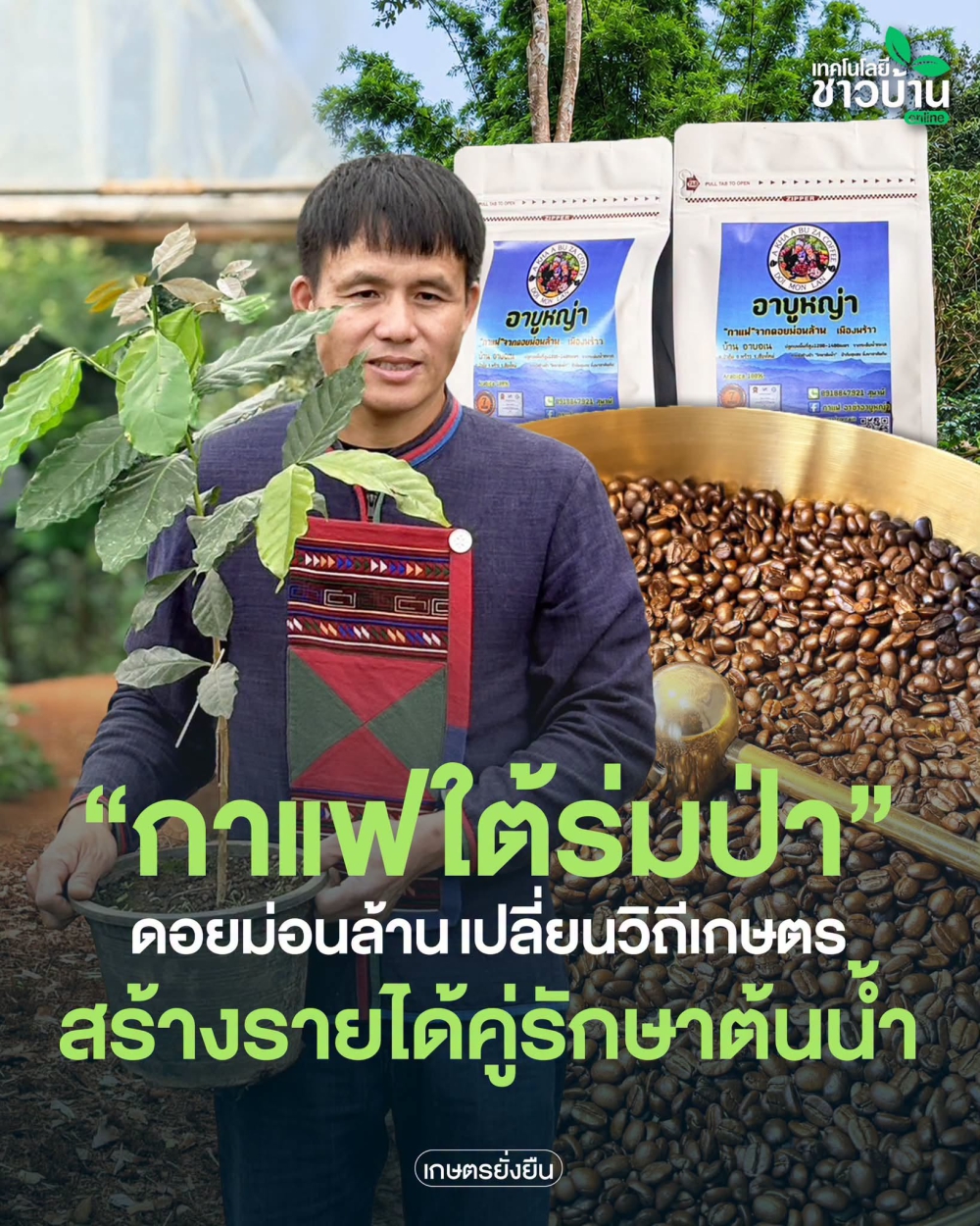 กาแฟอาข่าอาบูหญ่า