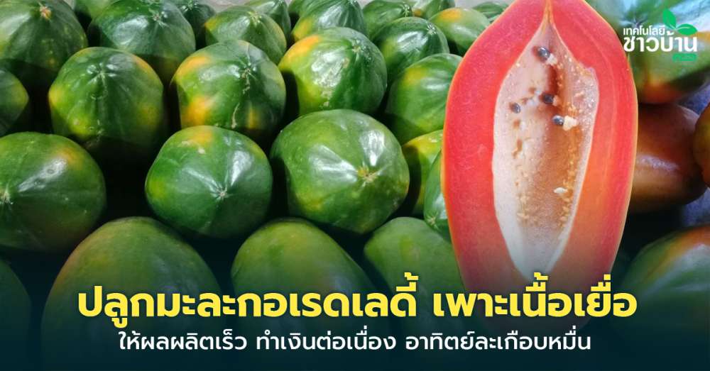 หนุ่มนครศรีฯปลูกมะละกอเรดเลดี้