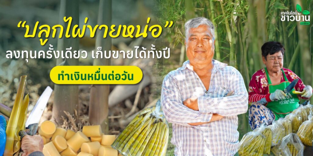 “ปลูกไผ่ขายหน่อ”ลงทุนครั้งเดียวเก็บขายได้ทั้งปี