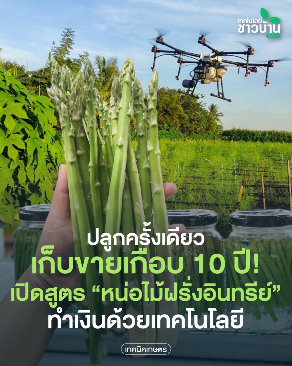 หน่อไม้ฝรั่งอินทรีย์ทำเงินด้วยเทคโนโลยี