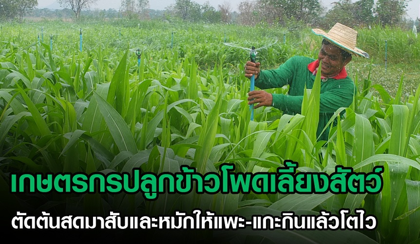 เกษตรกรปลูกข้าวโพดเลี้ยงสัตว์