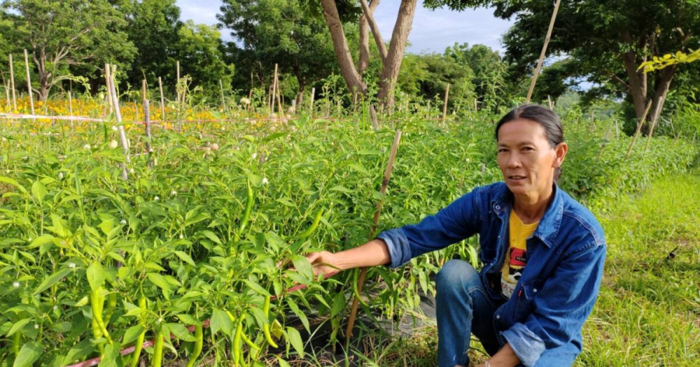 ราตรี บัวพนัส หมอดินอาสา พลิกนาเคมีสู่เกษตรอินทรีย์