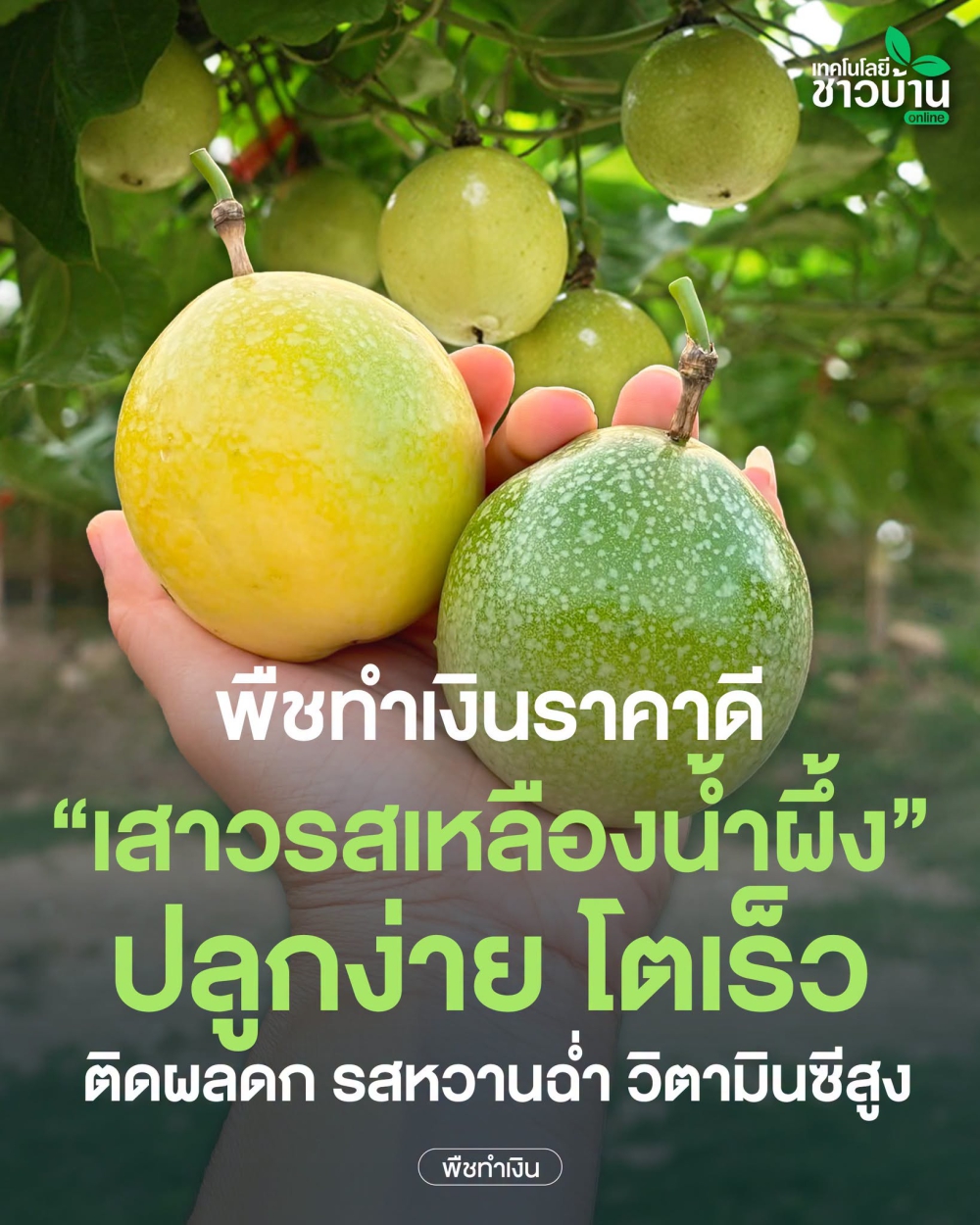 เสาวรสเหลืองน้ำผึ้ง