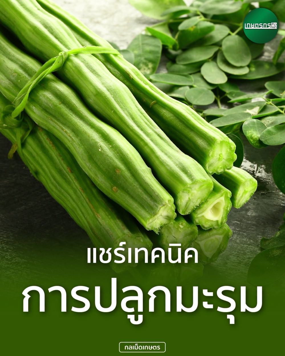 แชร์เทคนิคการปลูกมะรุม