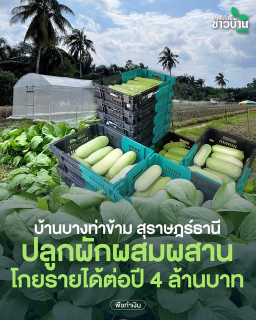 แปลงใหญ่ผักบ้านบางท่าข้าม