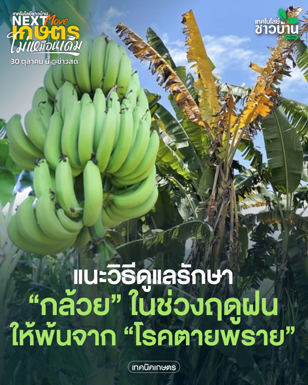 เทคนิคดูแลกล้วยหน้าฝน