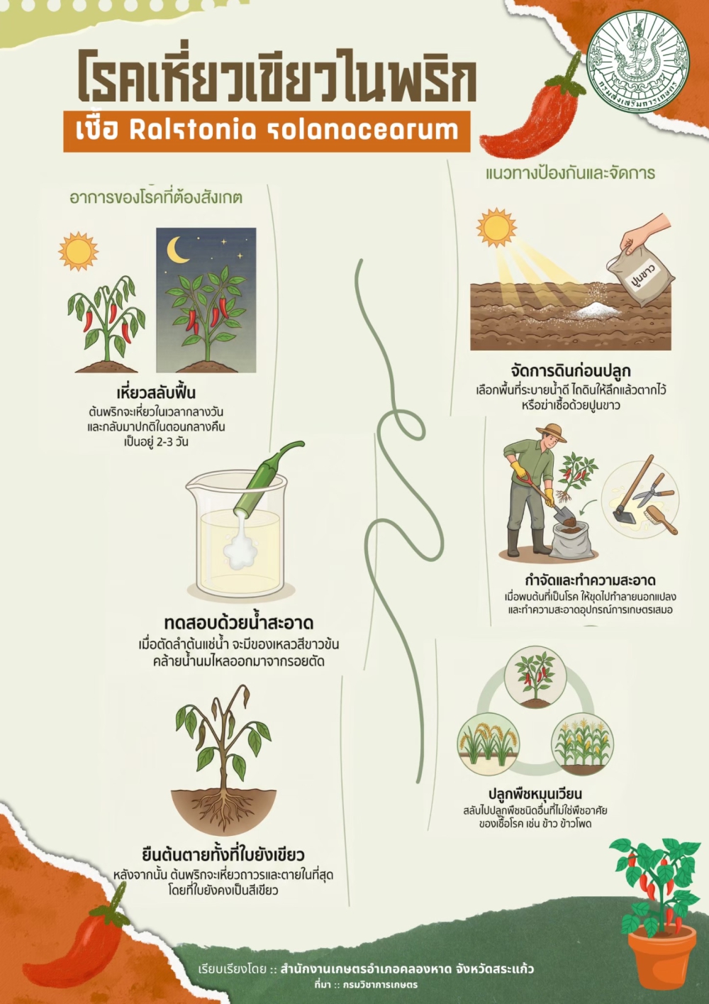 โรคเหี่ยวเขียวในพริก เชื้อ Ralstonia solanacearum
