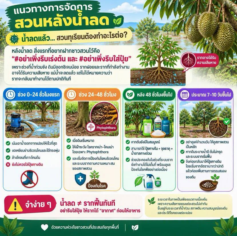 แนวทางการจัดการสวนหลังน้ำลด