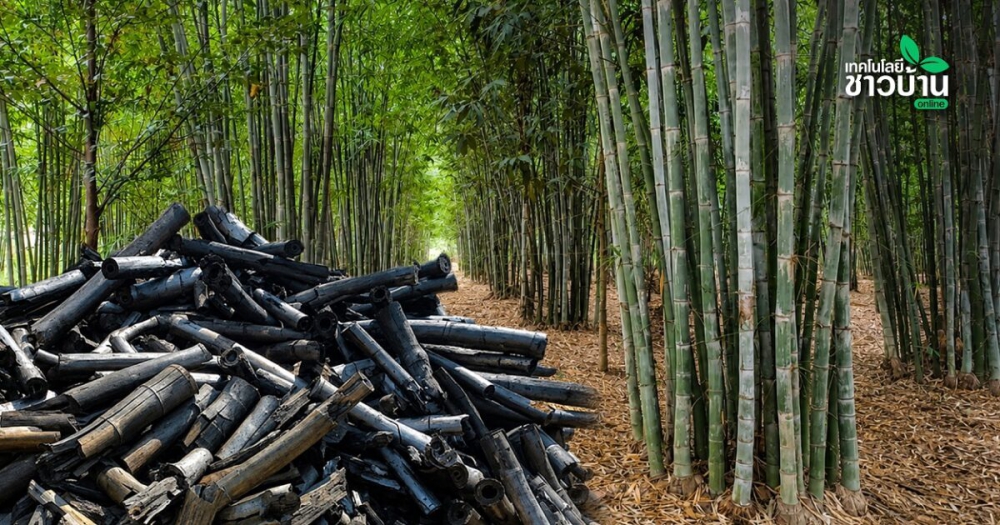 โมเดลไผ่ซางหม่น100ไร่ที่สระแก้วทางลัดสร้างป่าใน