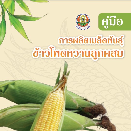 การผลิตเมล็ดพันธุ์ข้าวโพดหวานลูกผสม