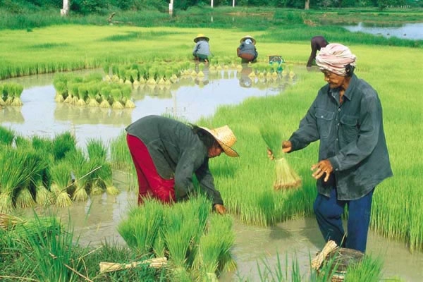 คู่มือการใช้งานระบบสารสนเทศเพื่อสนับสนุนระบบเกษตรพันธสัญญา