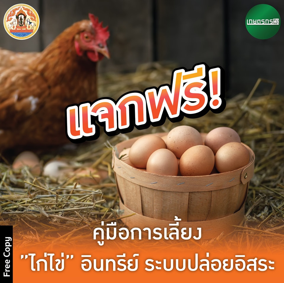 แจกฟรีคู่มือการเลี้ยงไก่ไข่อินทรีย์
