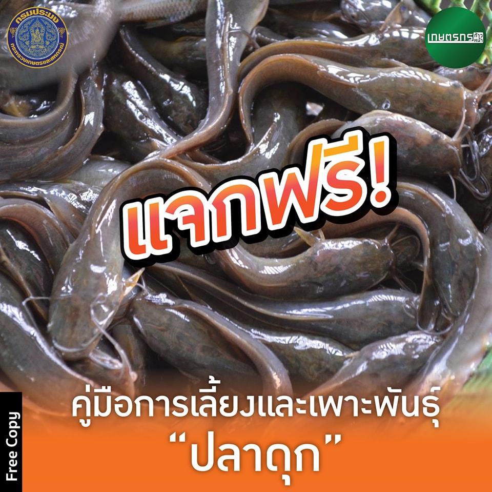 แจกฟรี   คู่มือการเลี้ยงปลาดุก