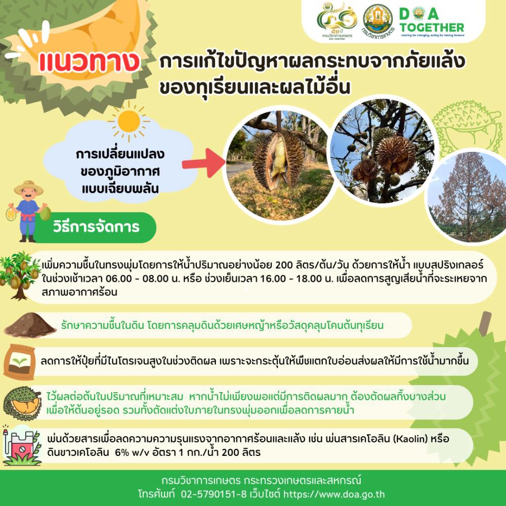 แนวทางการแก้ไขปัญหาผลกระทบจากภัยแล้งของทุเรียนและผลไม้อื่น