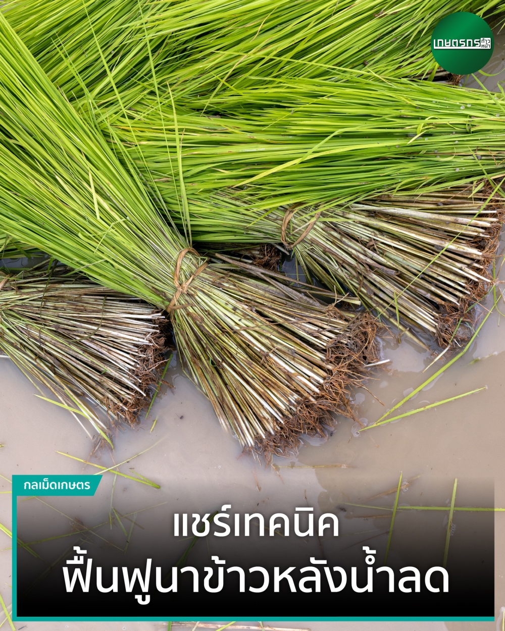 แชร์เทคนิค ฟื้นฟูนาหลังน้ำลด