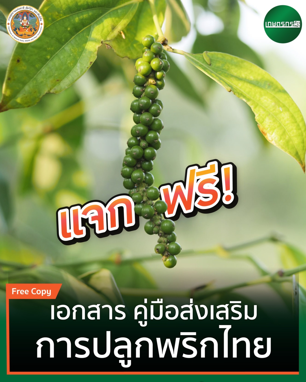แจกฟรี  เอกสาร คู่มือส่งเสริมการปลูกพริกไทย