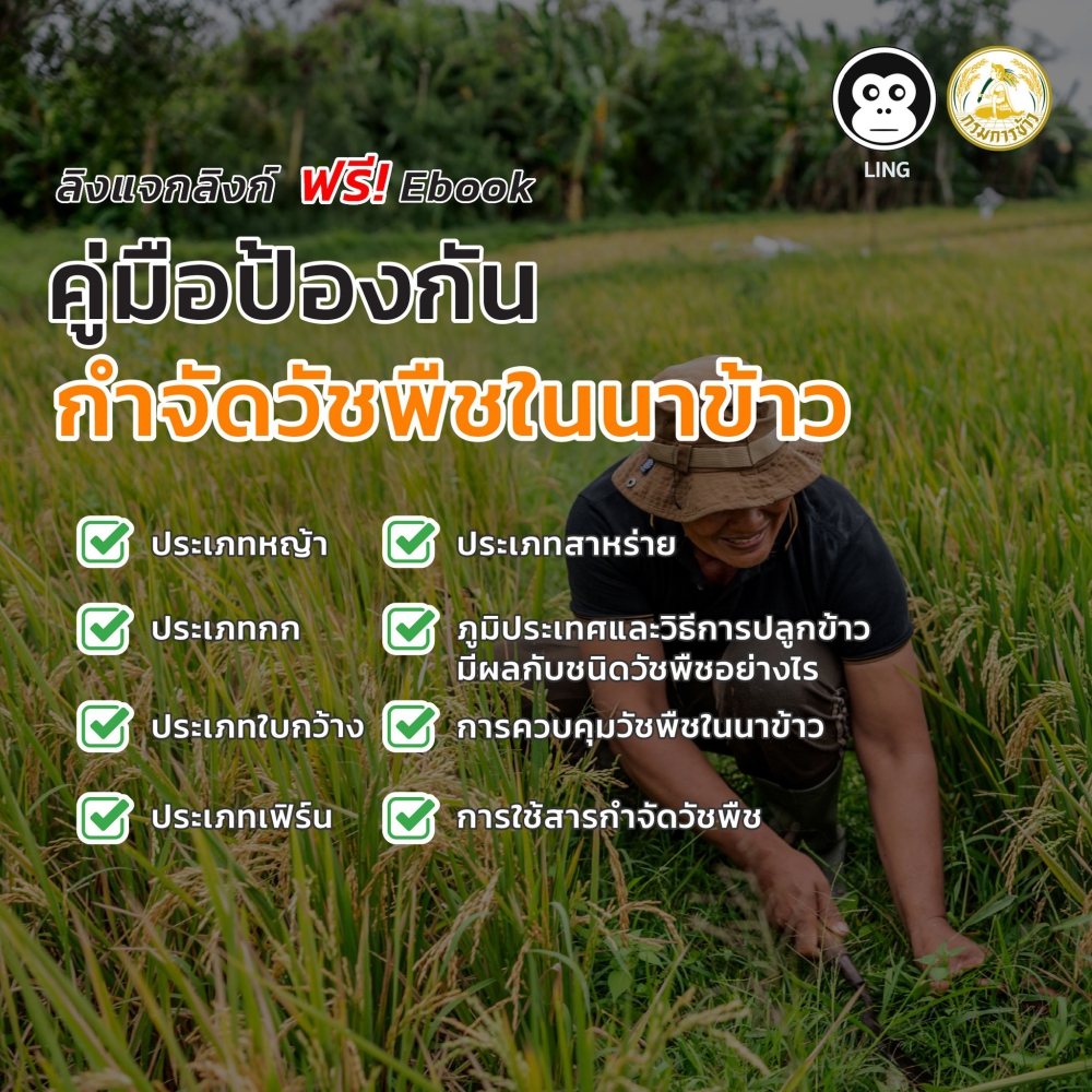 คู่มือป้องกันกำจัดวัชพืชในนาข้าว