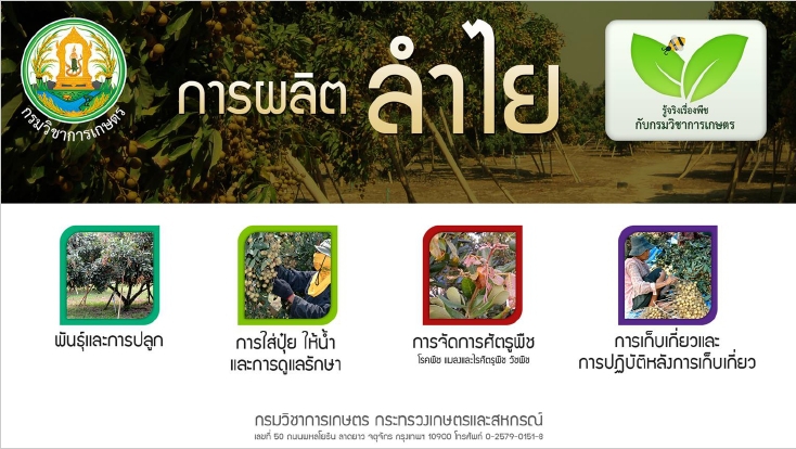 การผลิตลำไย