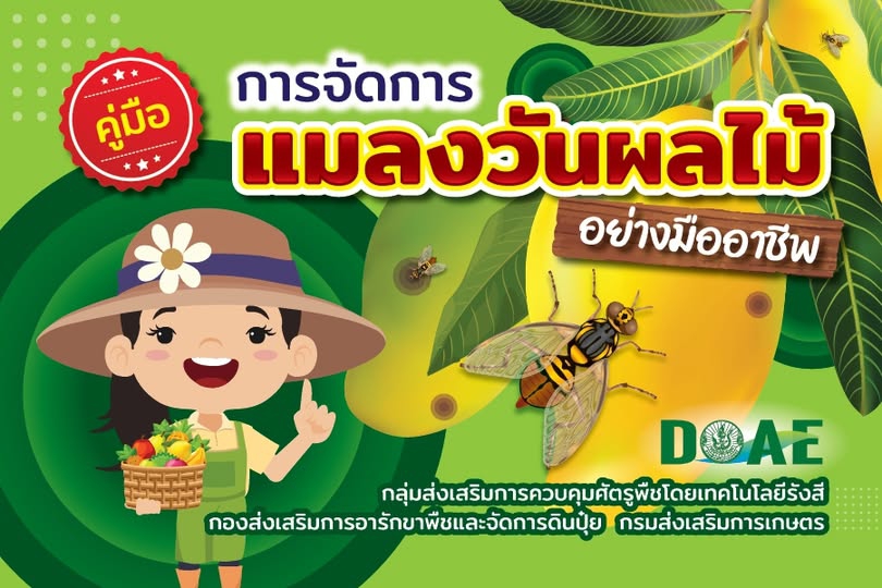 คู่มือการจัดการแมลงวันผลไม้อย่างมืออาชีพ