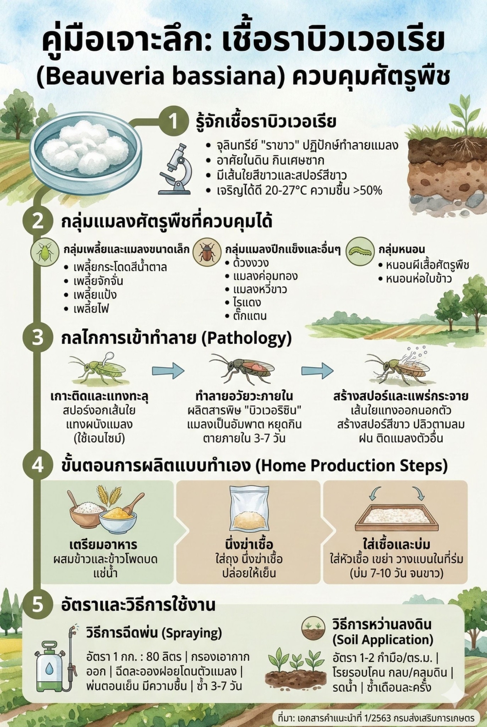 ข้อมูลเชิงลึกของเชื้อราบิวเวอเรีย (Beauveria bassiana)