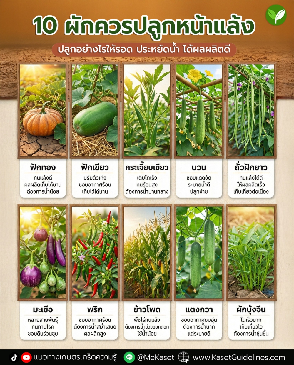 10ผักควรปลูกหน้าแล้ง