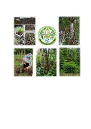 คู่มือการขยายพันธุ์และการปลูกไผ่ขั้นตอน