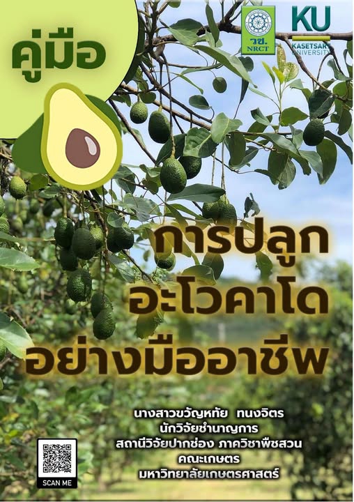 คู่มือ การปลูกอะโวคาโด อย่างมืออาชีพ
