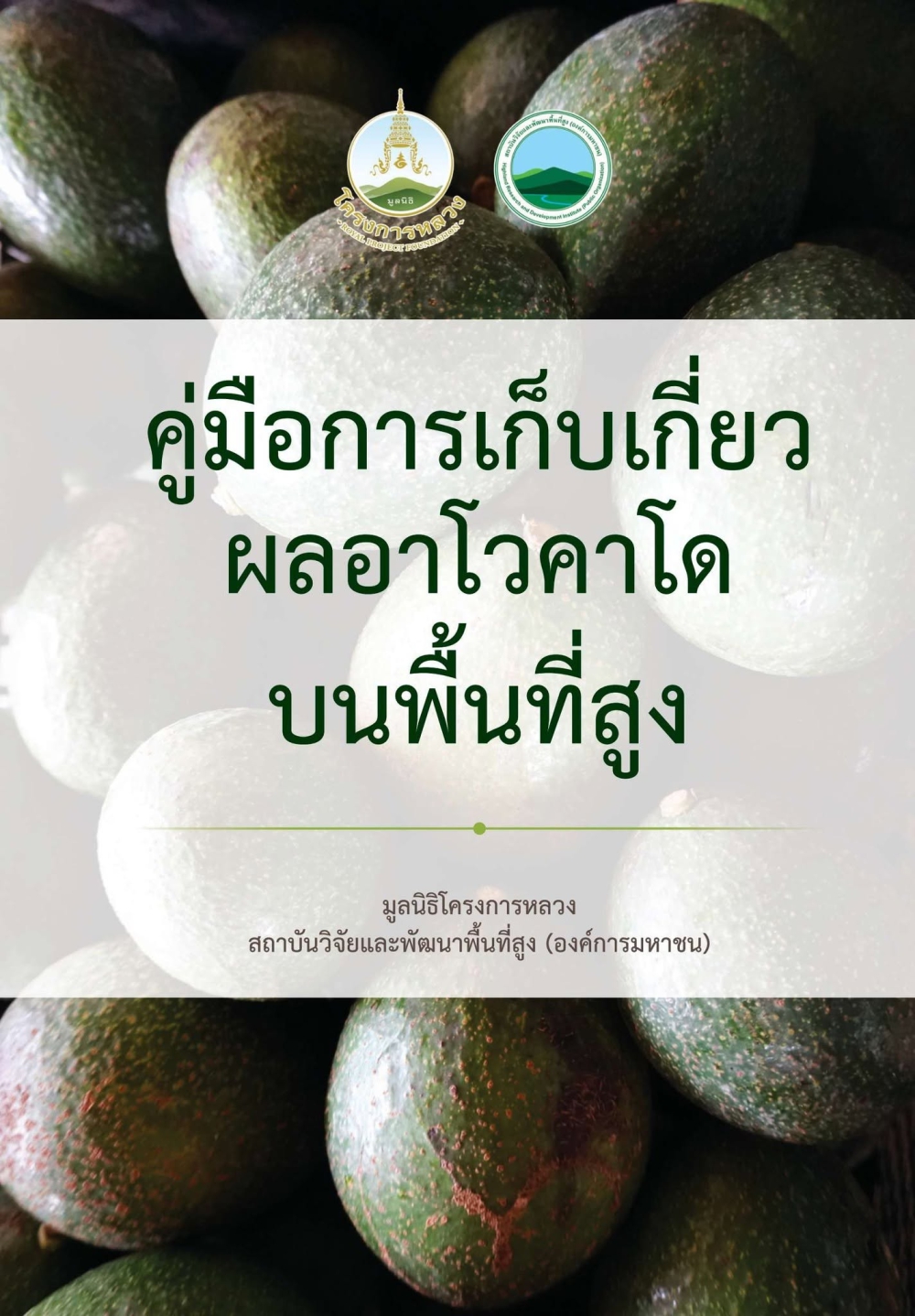 คู่มือการเก็บเกี่ยวผลอาโวคาโดบนพื้นที่สูง
