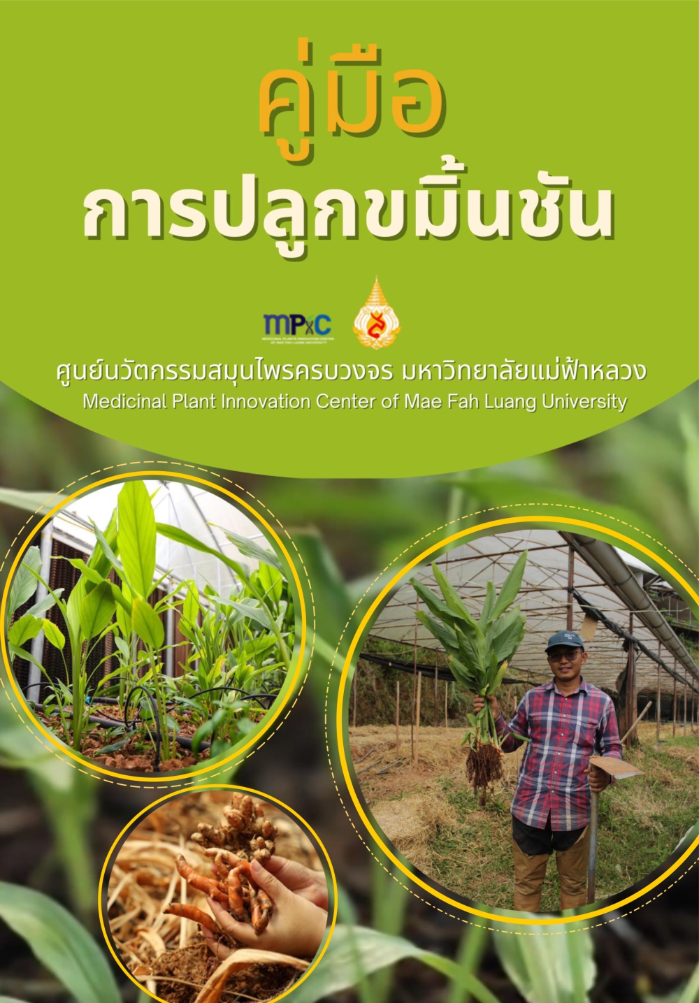 คู่มือ การปลูกขมิ้นชัน