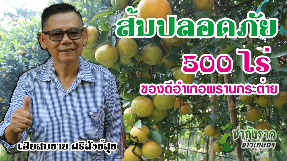 ส้มเขียวหวานกำแพงเพชร