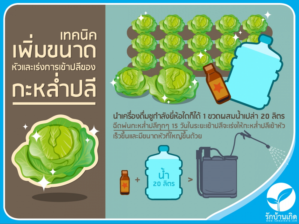 เทคนิคเพิ่มขนาดหัวและเร่งการเข้าปลีของกะหล่ำปลี