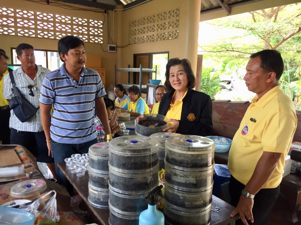 “การผลิตขยายแตนเบียนบราคอน