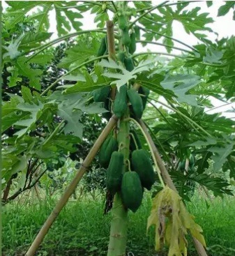 ระวังโรครากเน่าโคนเน่ามะละกอระบาด