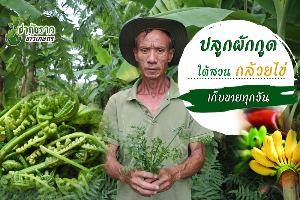 ปลูกผักกูดใต้ต้นกล้วย
