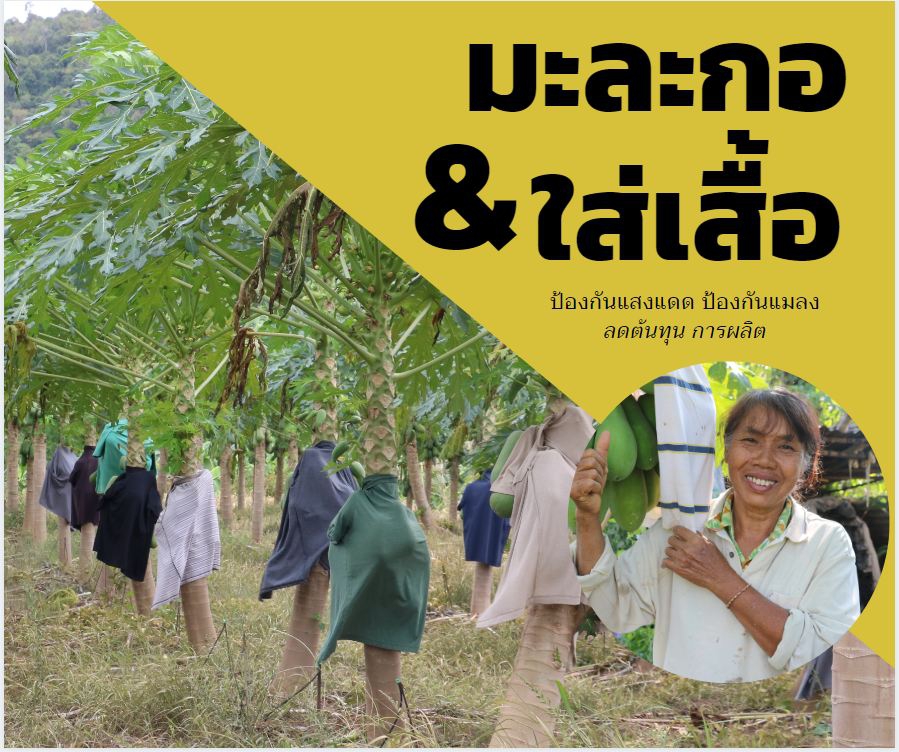 เคล็ดลับมะละกอใส่เสื้อป้องกันแสงแดด