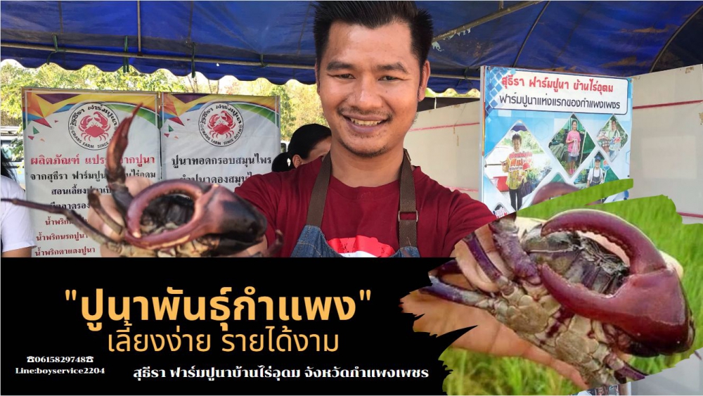 ปูนา พันธ์กำแพง เลี้ยงง่าย รายได้งาม