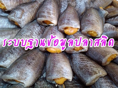 ระบบฐานข้อมูลปลาสลิด จังหวัดสมุทรปราการ