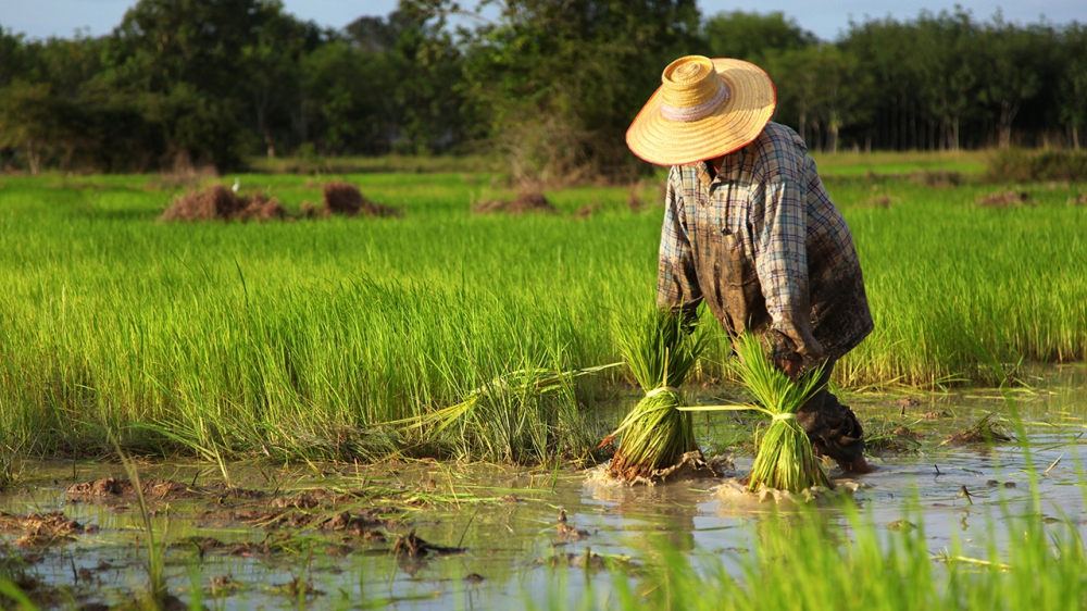 ประกาศชาวนาเรื่องการรายงานสภาพการทำนา