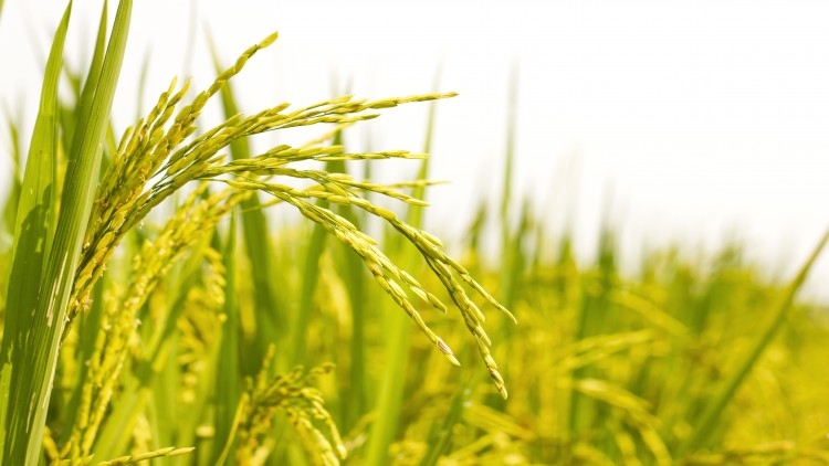 Rice Department asked to speed up development of new varieties