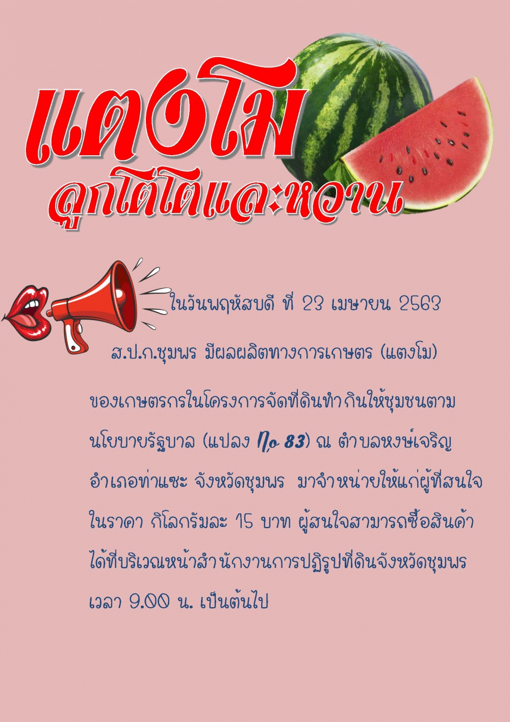 จำหน่ายแตงโมลูกโตโตและหวาน ที่ ส.ป.ก. ชุมพร