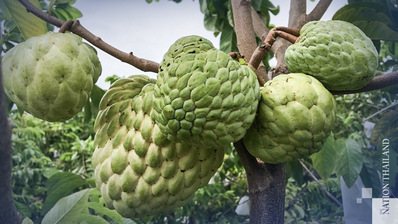 Fruit native to Pak Chong poised for GI stamp