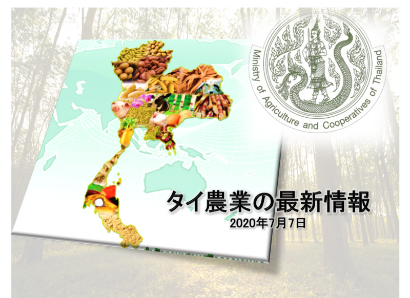 タイ・東北地域や北部地域では、カップランプのかわりにラテックスの生産が盛んに