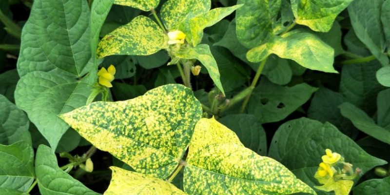 การป้องกันกำจัดโรคใบด่างเหลืองในถั่วเขียว