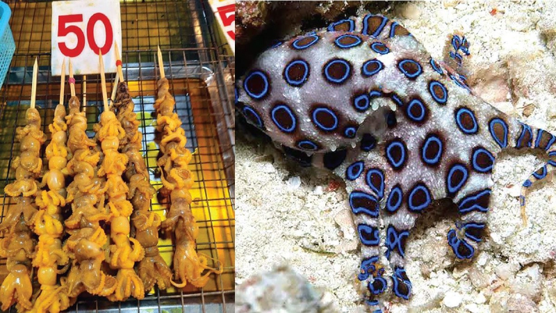 แจ้งเตือนภัย!!!หมึกสายที่คาดว่าเป็น