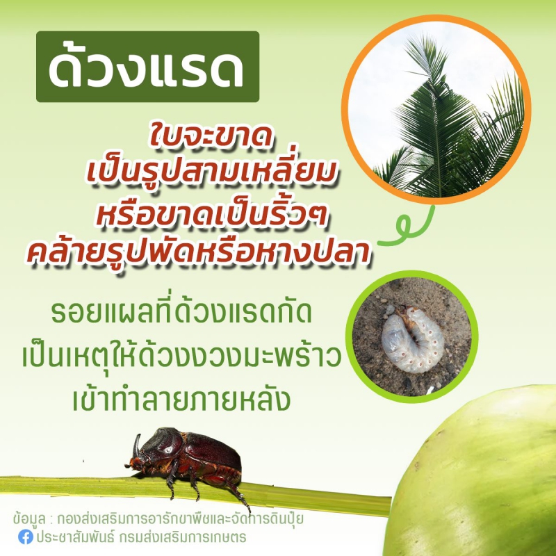 ด้วงแรด