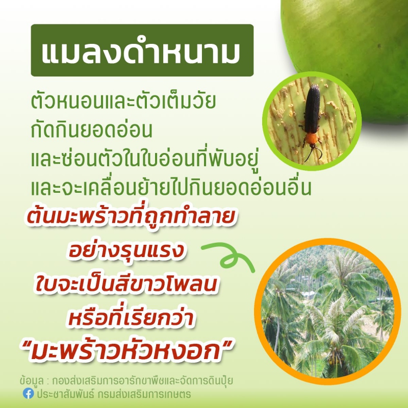 แมลงดำหนาม