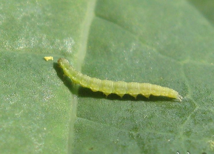 แจ้งเตือนศัตรูพืชระบาด