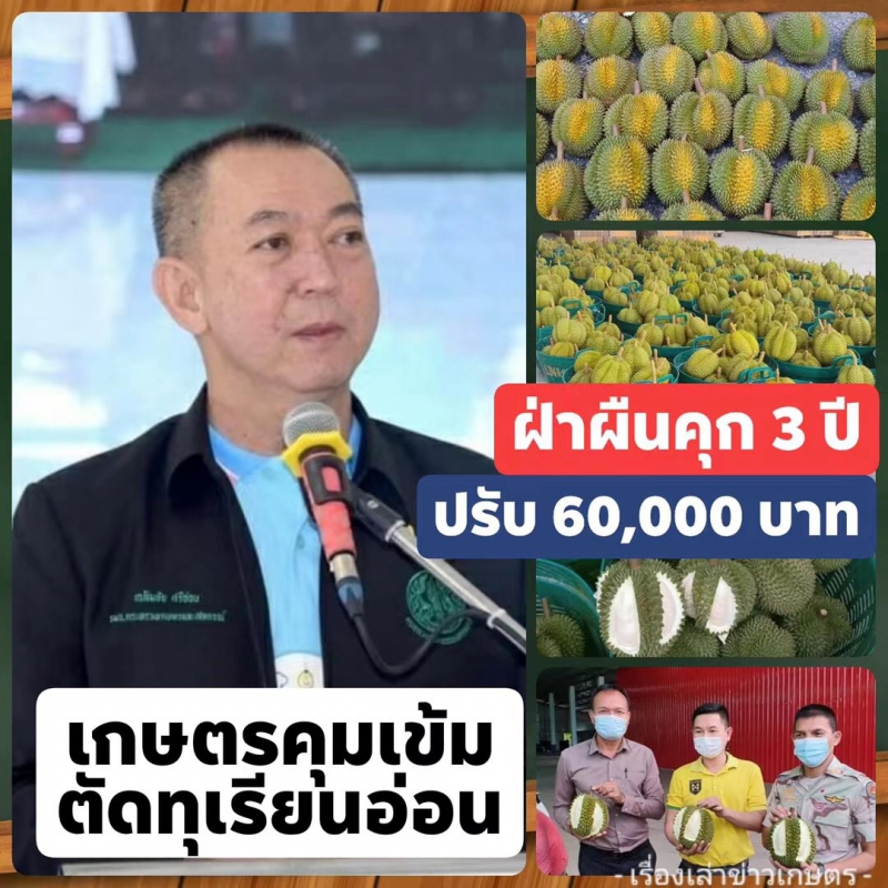 泰国农业部部长查棱猜严格声明：私自采摘及出口未成熟榴莲属违法行为！